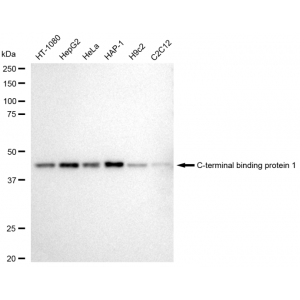 LifeSab™ CTBP1 Rabbit mAb (20 μl)