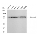 LifeSab™ CTNNA3 Rabbit mAb (20 μl)