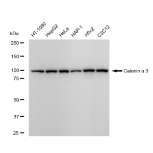 LifeSab™ CTNNA3 Rabbit mAb (20 μl)