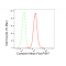 LifeSab™ Cortactin Rabbit mAb (20 μl)