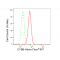LifeSab™ CYBB Rabbit mAb (20 μl)