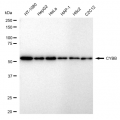 LifeSab™ CYBB Rabbit mAb (20 μl)