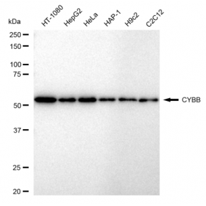 LifeSab™ CYBB Rabbit mAb (20 μl)