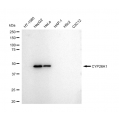 LifeSab™ CYP26A1 Rabbit mAb (20 μl)