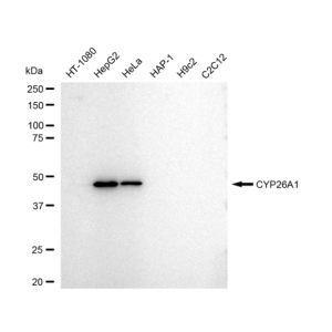 LifeSab™ CYP26A1 Rabbit mAb (20 μl)