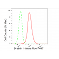 LifeSab™ Drebrin 1 Rabbit mAb (20 μl)