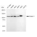 LifeSab™ Drebrin 1 Rabbit mAb (20 μl)
