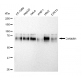 LifeSab™ DNAJC15 Rabbit mAb (20 μl)