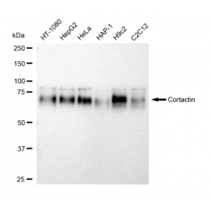 LifeSab™ DNAJC15 Rabbit mAb (20 μl)