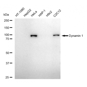 LifeSab™ Dynamin 1 Rabbit mAb (20 μl)