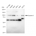 LifeSab™ Dynamin 3 Rabbit mAb (20 μl)