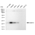 LifeSab™ DNPH1 Rabbit mAb (20 μl)