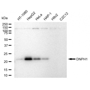 LifeSab™ DNPH1 Rabbit mAb (20 μl)