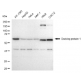 LifeSab™ DOK1 Rabbit mAb (20 μl)