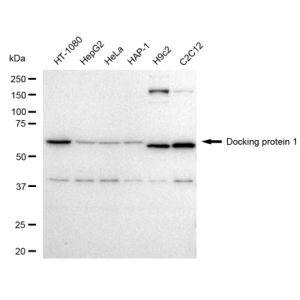 LifeSab™ DOK1 Rabbit mAb (20 μl)