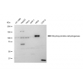 LifeSab™ DPYD Rabbit mAb (20 μl)