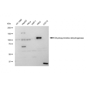 LifeSab™ DPYD Rabbit mAb (20 μl)
