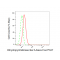 LifeSab™ DPYSL5 Rabbit mAb (20 μl)