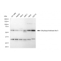 LifeSab™ DPYSL5 Rabbit mAb (20 μl)