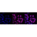 LifeSab™ CDK1 Rabbit mAb (20 μl)
