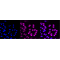 LifeSab™ CDK1 Rabbit mAb (20 μl)