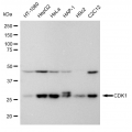 LifeSab™ CDK1 Rabbit mAb (20 μl)