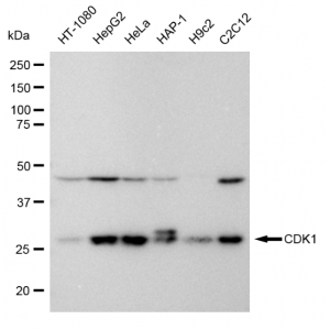 LifeSab™ CDK1 Rabbit mAb (20 μl)