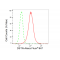 LifeSab™ DSTN Rabbit mAb (20 μl)