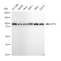 LifeSab™ CDT2 Rabbit mAb (20 μl)