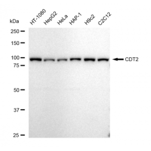 LifeSab™ CDT2 Rabbit mAb (20 μl)
