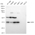 LifeSab™ E2F6 Rabbit mAb (20 μl)