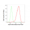 LifeSab™ EFNB2 Rabbit mAb (20 μl)