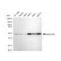LifeSab™ EFNB2 Rabbit mAb (20 μl)