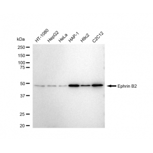 LifeSab™ EFNB2 Rabbit mAb (20 μl)