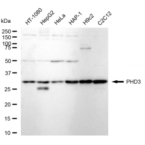 LifeSab™ PHD3 Rabbit mAb (20 μl)