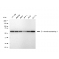 LifeSab™ EHD1 Rabbit mAb (20 μl)