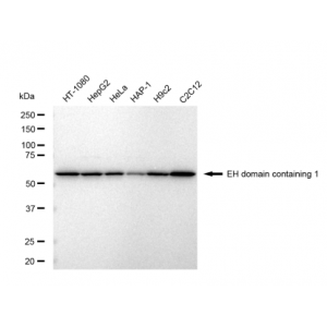 LifeSab™ EHD1 Rabbit mAb (20 μl)