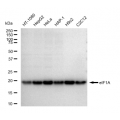 LifeSab™ eIF1A Rabbit mAb (20 μl)