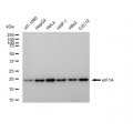 LifeSab™ eIF1A Rabbit mAb (20 μl)