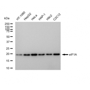 LifeSab™ eIF1A Rabbit mAb (20 μl)