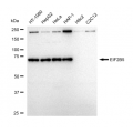 LifeSab™ EIF2B5 Rabbit mAb (20 μl)