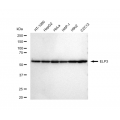 LifeSab™ ELP3 Rabbit mAb (20 μl)