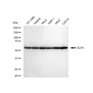LifeSab™ ELP3 Rabbit mAb (20 μl)