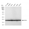 LifeSab™ EMC4 Rabbit mAb (20 μl)