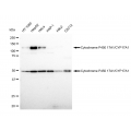 LifeSab™ CYP17A1 Rabbit mAb (20 μl)