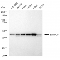 LifeSab™ ENTPD5 Rabbit mAb (20 μl)