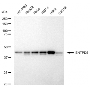 LifeSab™ ENTPD5 Rabbit mAb (20 μl)
