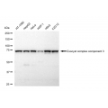 LifeSab™ EXOC3 Rabbit mAb (20 μl)