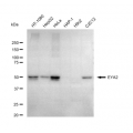 LifeSab™ EYA2 Rabbit mAb (20 μl)