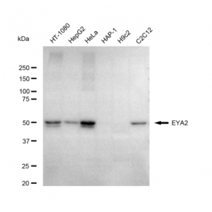 LifeSab™ EYA2 Rabbit mAb (20 μl)